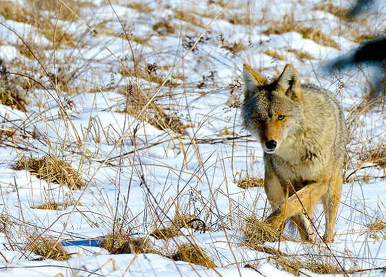 Coyote Hunting Buyer's Guide